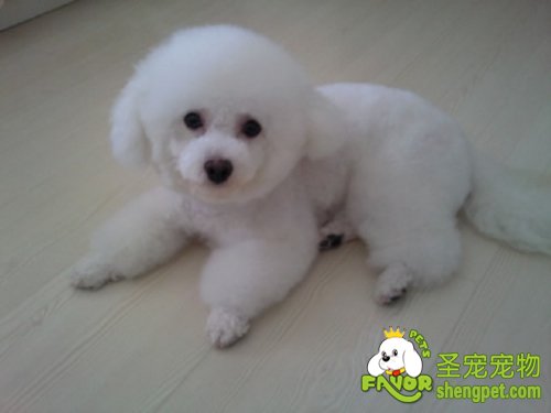 狗狗急性肾小球肾炎疾病的诊断治疗方法