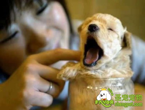 狗狗甲状腺机能减退的原因及治疗方法