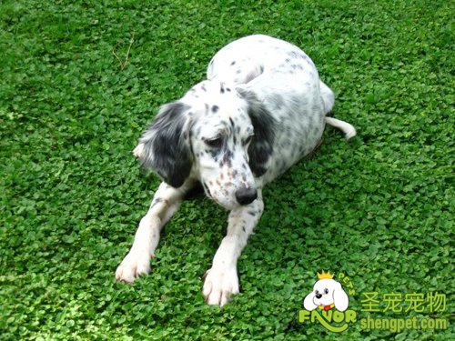 选购英国蹲猎犬时应当注意哪些要点