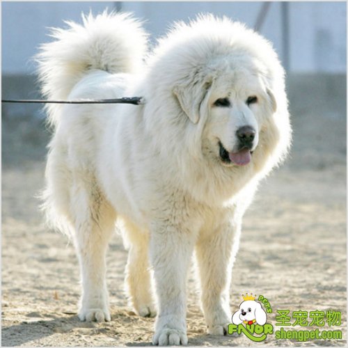 养狗狗的时候应当让狗狗多喝水