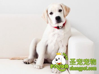 拉布拉多犬