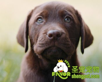 拉布拉多犬训练