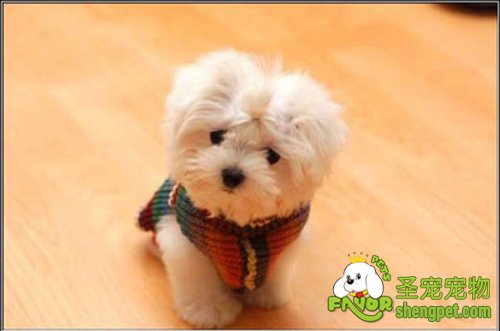 各种疾病引起的狗狗咳嗽