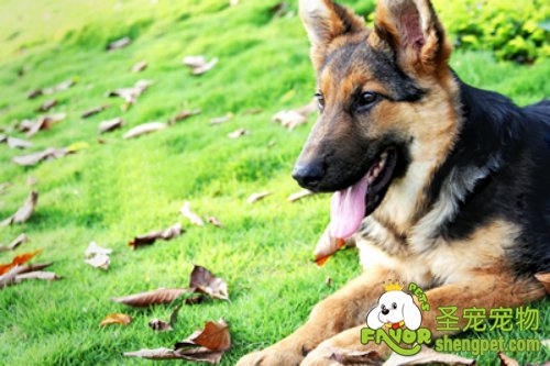 我家狗狗患淋巴外渗的治疗过程