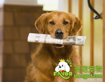 金毛犬