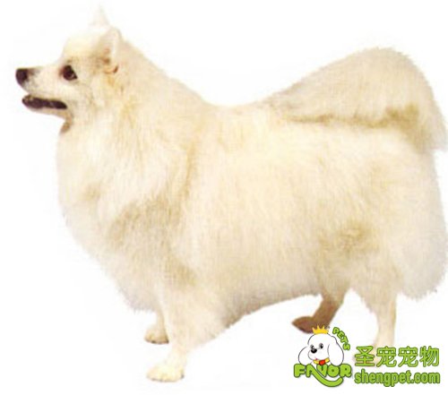 狗狗患上库兴氏样病的原因和治疗方法