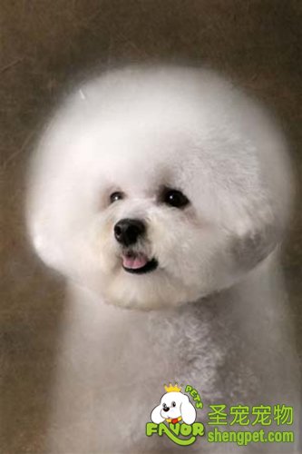 狗狗食管梗塞病的诊断和治疗方法