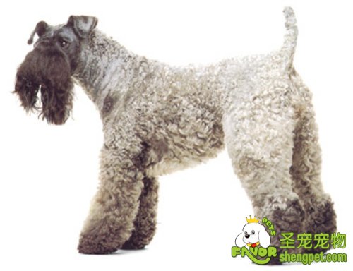 狗狗维生素缺乏症的诊断和治疗方法