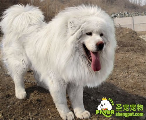 狗狗从怀孕到生产期该如何护理