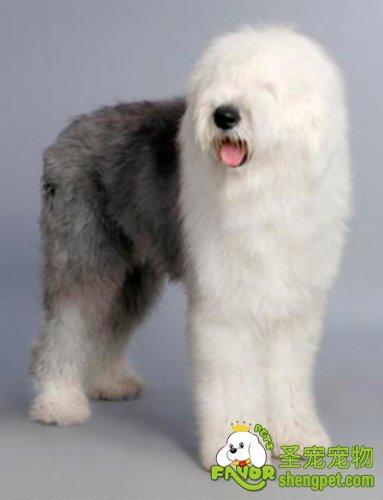 在买狗狗时首先要注意狗狗是否挑食