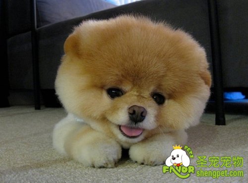 狗狗胃内有异物的诊断和治疗方法