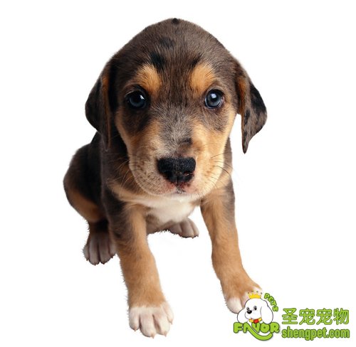 狗狗细小病毒性肠炎的综合治疗方法