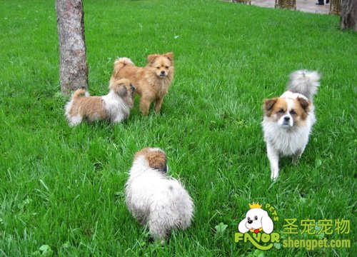 宠物当了准妈妈该如何护理