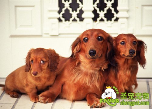 狗狗假怀孕容易引起的一系列病症