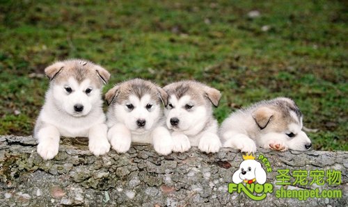 雄犬和母犬哪个比较好养