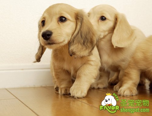 注意狗狗身体器官的各项检查