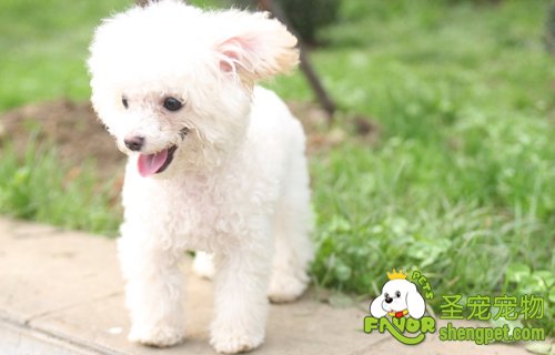 狗狗脚趾的几点误区