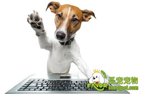 狗狗食道梗塞的病因及治疗方法