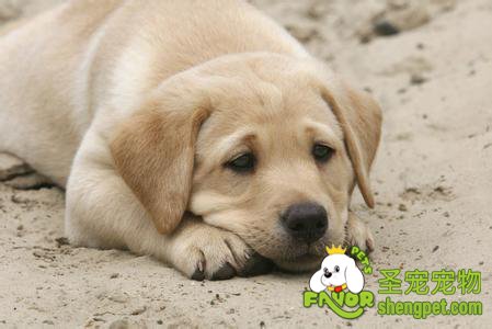 狗狗胃内有异物该如何治疗