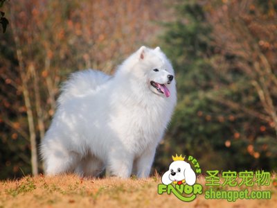 萨摩耶犬