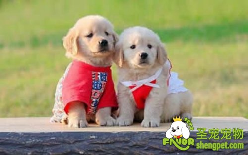 你知道该如何挑选狗狗吗