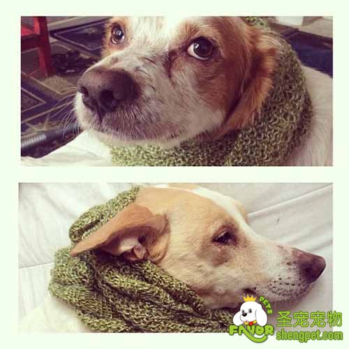 选择什么样的材料给狗狗搭建窝才合适