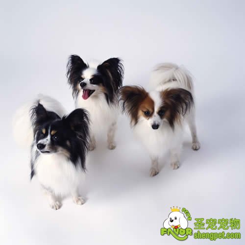 狗狗各种深部真菌病的诊断和治疗方法