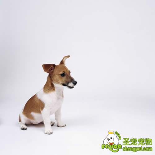 狗狗营养元素的缺乏导致的皮肤病