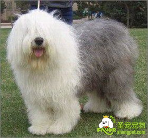 狗狗不同季节喂的食物也要有所改变