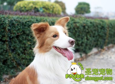 边境牧羊犬