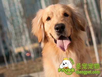 金毛犬