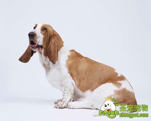 如何让母犬顺利生产