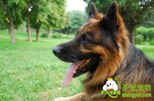 保持狗狗臀部卫生给狗狗养成一个好的卫生习惯