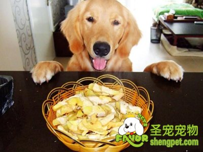 金毛犬