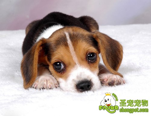 宠物皮肤病有哪几类及危害如何