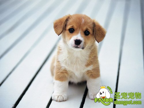 狗狗皮肤病的发现预防和诊治