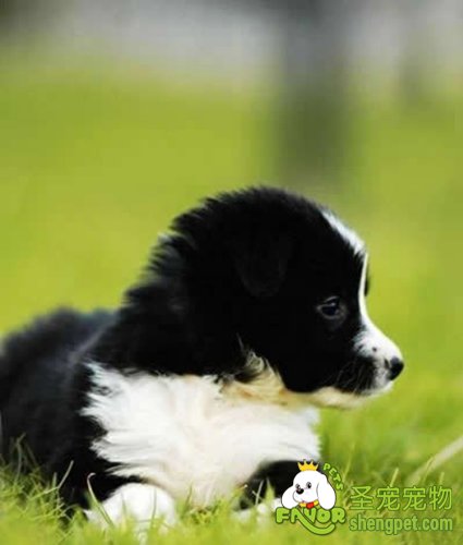 母犬妊娠期间的养护方法