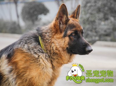 德国牧羊犬