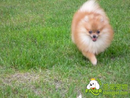 做好狗狗皮肤病预防当心狗狗得皮肤真菌病