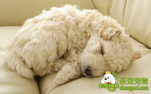 狗狗皮肤病—脓皮病的症状及治疗方法