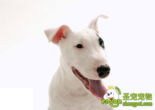 如何保护好狗狗的牙齿