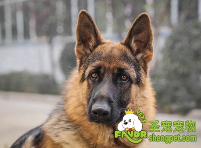 德国牧羊犬
