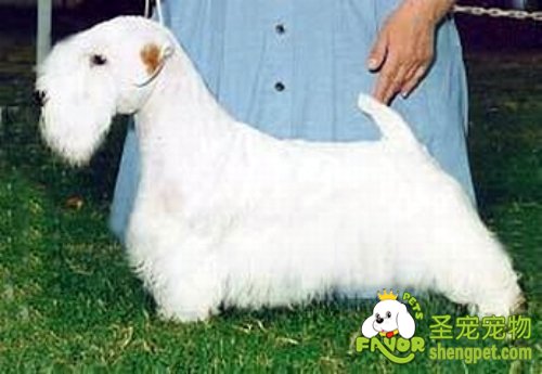 选购西里汉梗犬时应当注意哪些事项