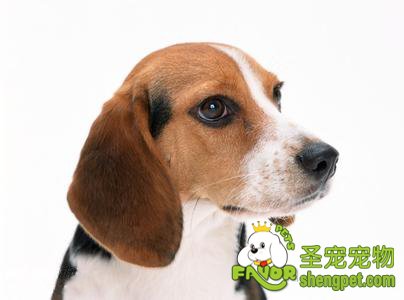 如何防止狗狗生虱子