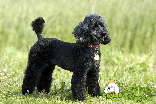 狗狗掉毛的因素都有哪些