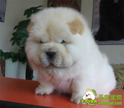 如何挑选一只健康的松狮犬