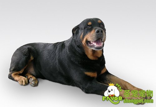 家里的母狗发情了该怎么办