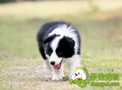 边境牧羊犬