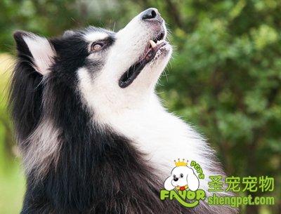 阿拉斯加犬