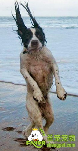 宠物犬海边吹风照意外走红